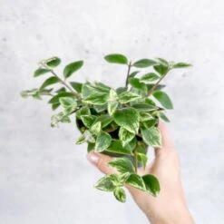 Aeschynanthus Radicans 'Variegata' - Variegated Lipstick Plant 8 Aeschynanthus Radicans 'Variegata' - Variegated Lipstick Plant -Eds Plant Shop aeschynanthus radicans variegata variegated lipstick plant various sizes 567164