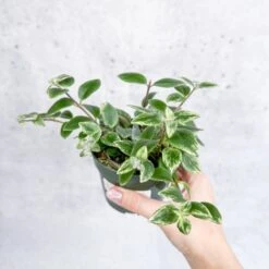 Aeschynanthus Radicans 'Variegata' - Variegated Lipstick Plant 9 Aeschynanthus Radicans 'Variegata' - Variegated Lipstick Plant -Eds Plant Shop aeschynanthus radicans variegata variegated lipstick plant various sizes 668705