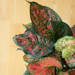 Aglaonema ‘Anyamanee’ (Red Valentine) — Pink Mottled Chinese Evergreen 9 Aglaonema ‘Anyamanee’ (Red Valentine) — Pink Mottled Chinese Evergreen -Eds Plant Shop aglaonema anyamanee red heart chinese evergreen 6 inch 611840
