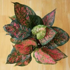 Aglaonema ‘Anyamanee’ (Red Valentine) — Pink Mottled Chinese Evergreen 11 Aglaonema ‘Anyamanee’ (Red Valentine) — Pink Mottled Chinese Evergreen -Eds Plant Shop aglaonema anyamanee red heart chinese evergreen 6 inch top