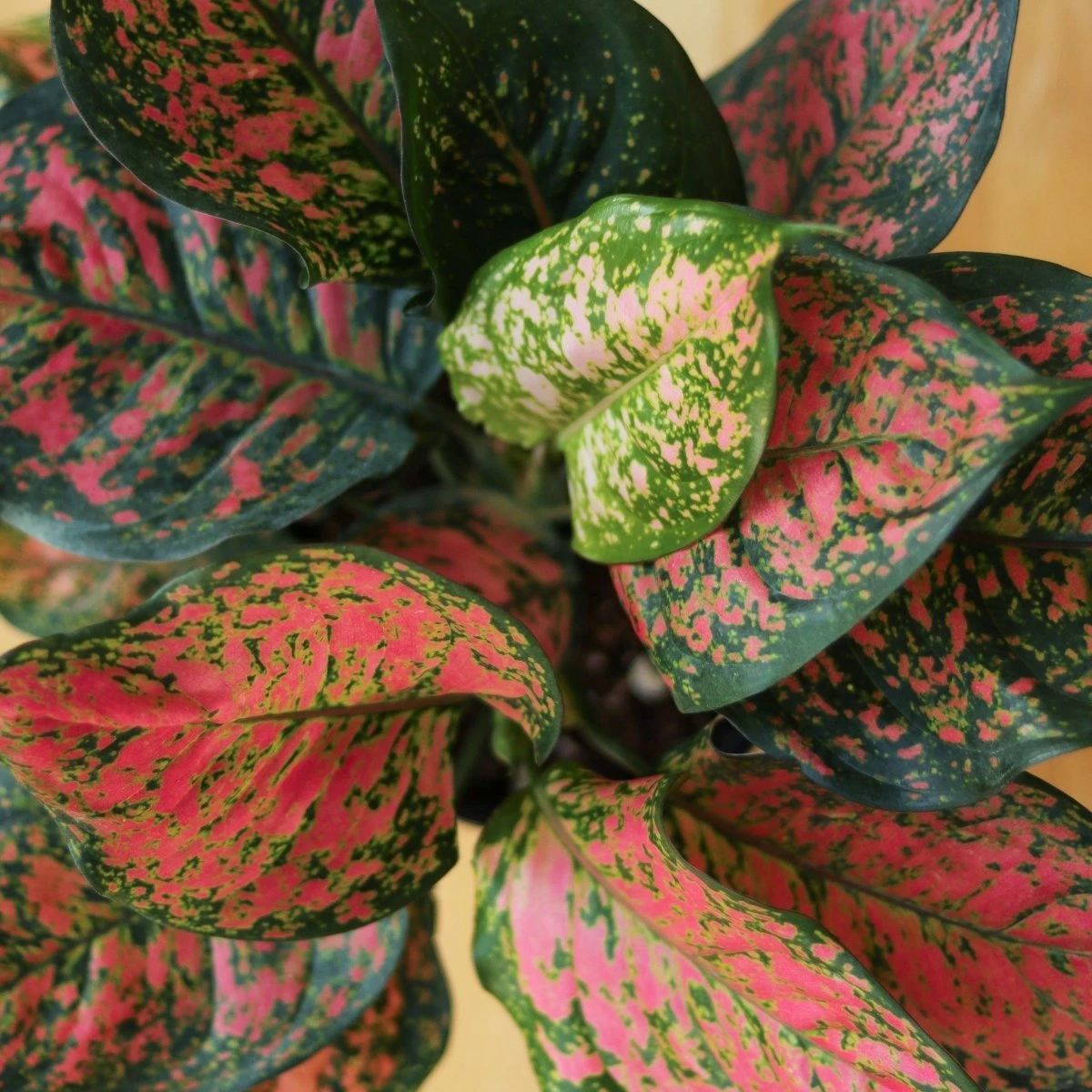 Aglaonema ‘Anyamanee’ (Red Valentine) — Pink Mottled Chinese Evergreen 6 Aglaonema ‘Anyamanee’ (Red Valentine) — Pink Mottled Chinese Evergreen - Image 4