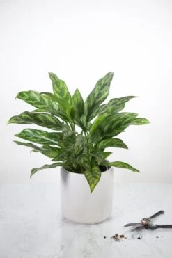 Aglaonema Emerald Beauty Chinese Evergreen 'Maria' -Eds Plant Shop aglaonema commutatum maria emerald beauty various sizes 471849