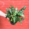 Aglaonema Emerald Beauty Chinese Evergreen 'Maria' -Eds Plant Shop aglaonema commutatum maria emerald beauty various sizes 841265