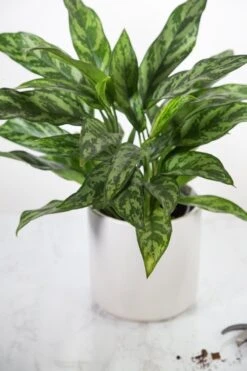 Aglaonema Emerald Beauty Chinese Evergreen 'Maria' -Eds Plant Shop aglaonema commutatum maria emerald beauty various sizes 850982