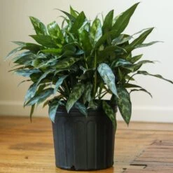 Aglaonema Emerald Beauty Chinese Evergreen 'Maria' -Eds Plant Shop aglaonema commutatum maria emerald beauty various sizes 852841