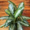 Aglaonema Commutatum 'Silver Bay' Chinese Evergreen 2 Aglaonema Commutatum 'Silver Bay' Chinese Evergreen -Eds Plant Shop aglaonema commutatum silver bay chinese evergreen various sizes 319948