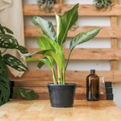 Aglaonema Commutatum 'Silver Bay' Chinese Evergreen -Eds Plant Shop aglaonema commutatum silver bay chinese evergreen various sizes 339610