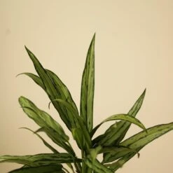 Aglaonema ‘Cutlass’ 20 Aglaonema ‘Cutlass’ -Eds Plant Shop aglaonema cutlass 584181