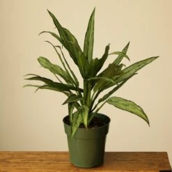 Aglaonema ‘Cutlass’ 18 Aglaonema ‘Cutlass’ -Eds Plant Shop aglaonema cutlass 637101