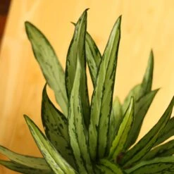 Aglaonema ‘Cutlass’ 15 Aglaonema ‘Cutlass’ -Eds Plant Shop aglaonema cutlass 694793