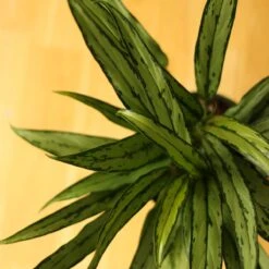 Aglaonema ‘Cutlass’ 22 Aglaonema ‘Cutlass’ -Eds Plant Shop aglaonema cutlass 874314