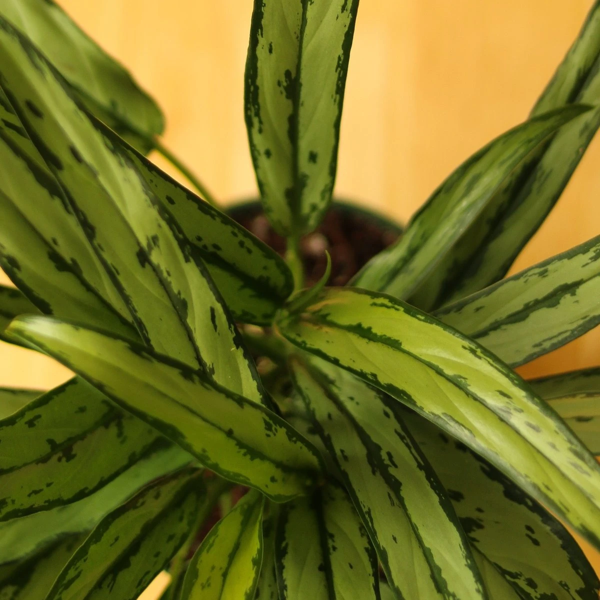 Aglaonema ‘Cutlass’ 4 Aglaonema ‘Cutlass’ - Image 2