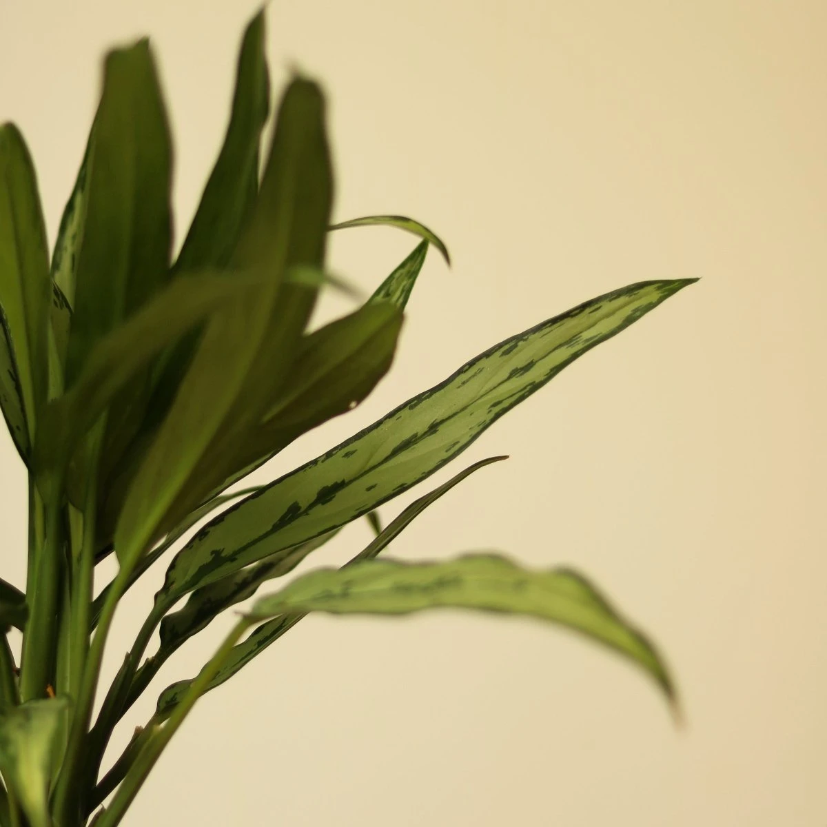 Aglaonema ‘Cutlass’ 9 Aglaonema ‘Cutlass’ - Image 7