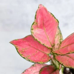 Aglaonema Pink Lady Valentine Chinese Evergreen Hybrid - 4 Inch -Eds Plant Shop aglaonema pink lady valentine chinese evergreen hybrid 4 inch 326769