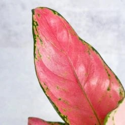 Aglaonema Pink Lady Valentine Chinese Evergreen Hybrid - 4 Inch -Eds Plant Shop aglaonema pink lady valentine chinese evergreen hybrid 4 inch 759085