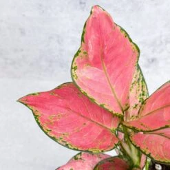Aglaonema Pink Lady Valentine Chinese Evergreen Hybrid - 4 Inch -Eds Plant Shop aglaonema pink lady valentine chinese evergreen hybrid 4 inch 877728