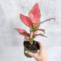 Aglaonema Pink Lady Valentine Chinese Evergreen Hybrid - 4 Inch -Eds Plant Shop aglaonema pink lady valentine chinese evergreen hybrid 4 inch 959767