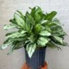 Aglaonema 'Primo' - Primo Chinese Evergreen Floor Plant -Eds Plant Shop aglaonema primo primo chinese evergreen floor plant 730619