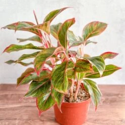 Aglaonema 'Siam Aurora Red' Chinese Evergreen 10 Aglaonema 'Siam Aurora Red' Chinese Evergreen -Eds Plant Shop aglaonema siam aurora red chinese evergreen various sizes 196295