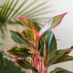 Aglaonema 'Siam Aurora Red' Chinese Evergreen 11 Aglaonema 'Siam Aurora Red' Chinese Evergreen -Eds Plant Shop aglaonema siam aurora red chinese evergreen various sizes 199030