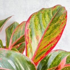 Aglaonema 'Siam Aurora Red' Chinese Evergreen 9 Aglaonema 'Siam Aurora Red' Chinese Evergreen -Eds Plant Shop aglaonema siam aurora red chinese evergreen various sizes 445344