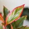 Aglaonema 'Siam Aurora Red' Chinese Evergreen -Eds Plant Shop aglaonema siam aurora red chinese evergreen various sizes 493689