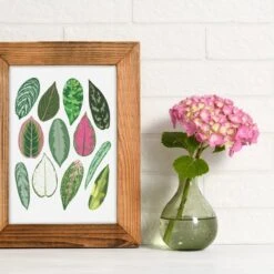Aglaonema Species ID Chart - Botanical Houseplant Art Print -Eds Plant Shop aglaonema species id chart botanical houseplant art print 841165