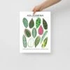 Aglaonema Species ID Chart - Botanical Houseplant Art Print -Eds Plant Shop aglaonema species id chart botanical houseplant art print 894828