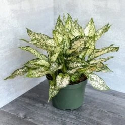Aglaonema 'Spring Snow' Chinese Evergreen 9 Aglaonema 'Spring Snow' Chinese Evergreen -Eds Plant Shop aglaonema spring snow chinese evergreen various sizes 597624