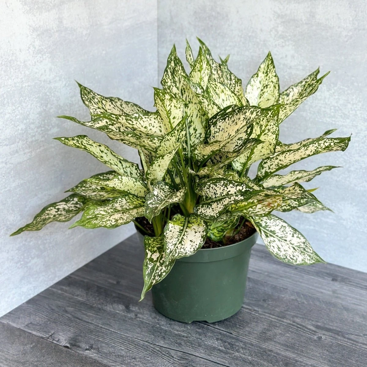 Aglaonema 'Spring Snow' Chinese Evergreen 5 Aglaonema 'Spring Snow' Chinese Evergreen - Image 3