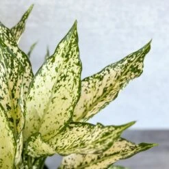 Aglaonema 'Spring Snow' Chinese Evergreen 10 Aglaonema 'Spring Snow' Chinese Evergreen -Eds Plant Shop aglaonema spring snow chinese evergreen various sizes 832439