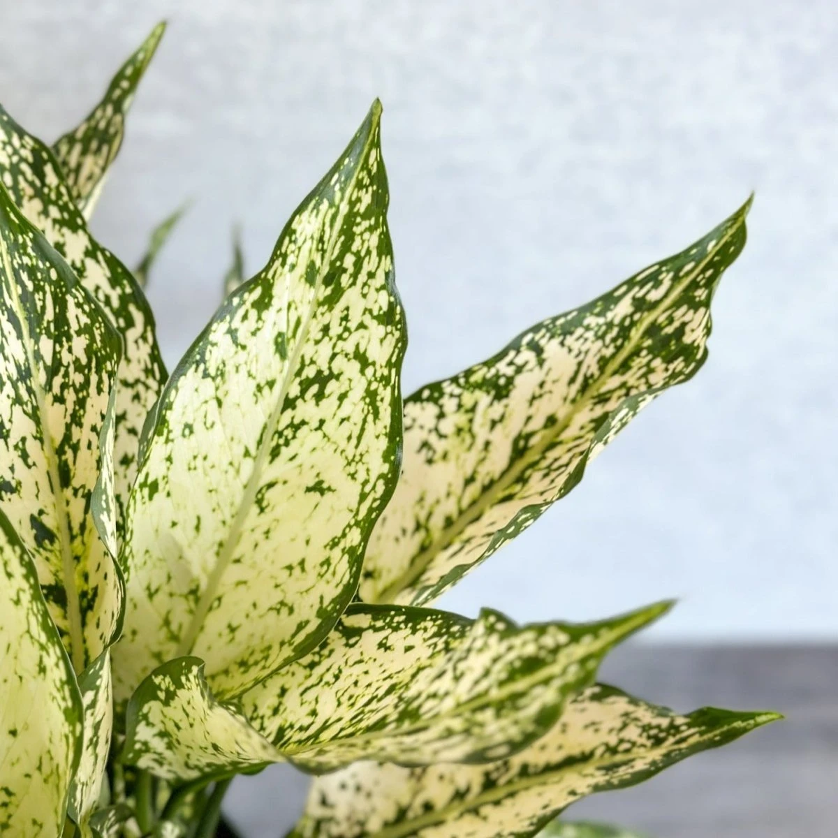 Aglaonema 'Spring Snow' Chinese Evergreen 6 Aglaonema 'Spring Snow' Chinese Evergreen - Image 4