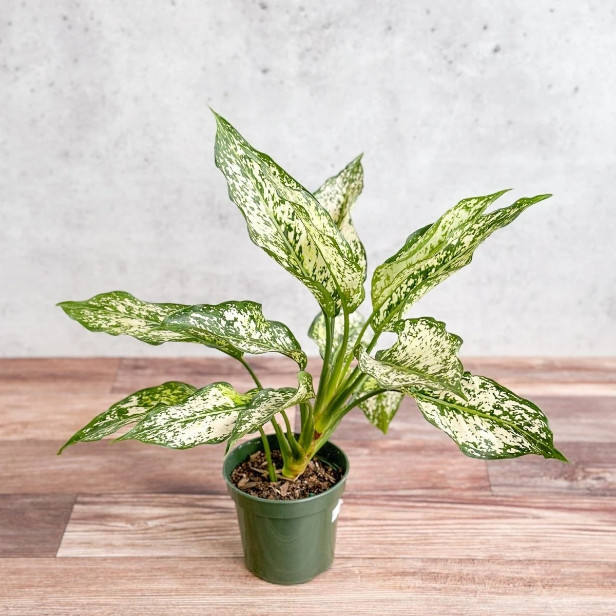 Aglaonema 'Spring Snow' Chinese Evergreen 4 Aglaonema 'Spring Snow' Chinese Evergreen - Image 2