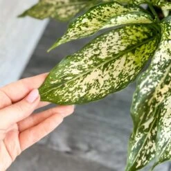 Aglaonema 'Spring Snow' Chinese Evergreen 11 Aglaonema 'Spring Snow' Chinese Evergreen -Eds Plant Shop aglaonema spring snow chinese evergreen various sizes 992944