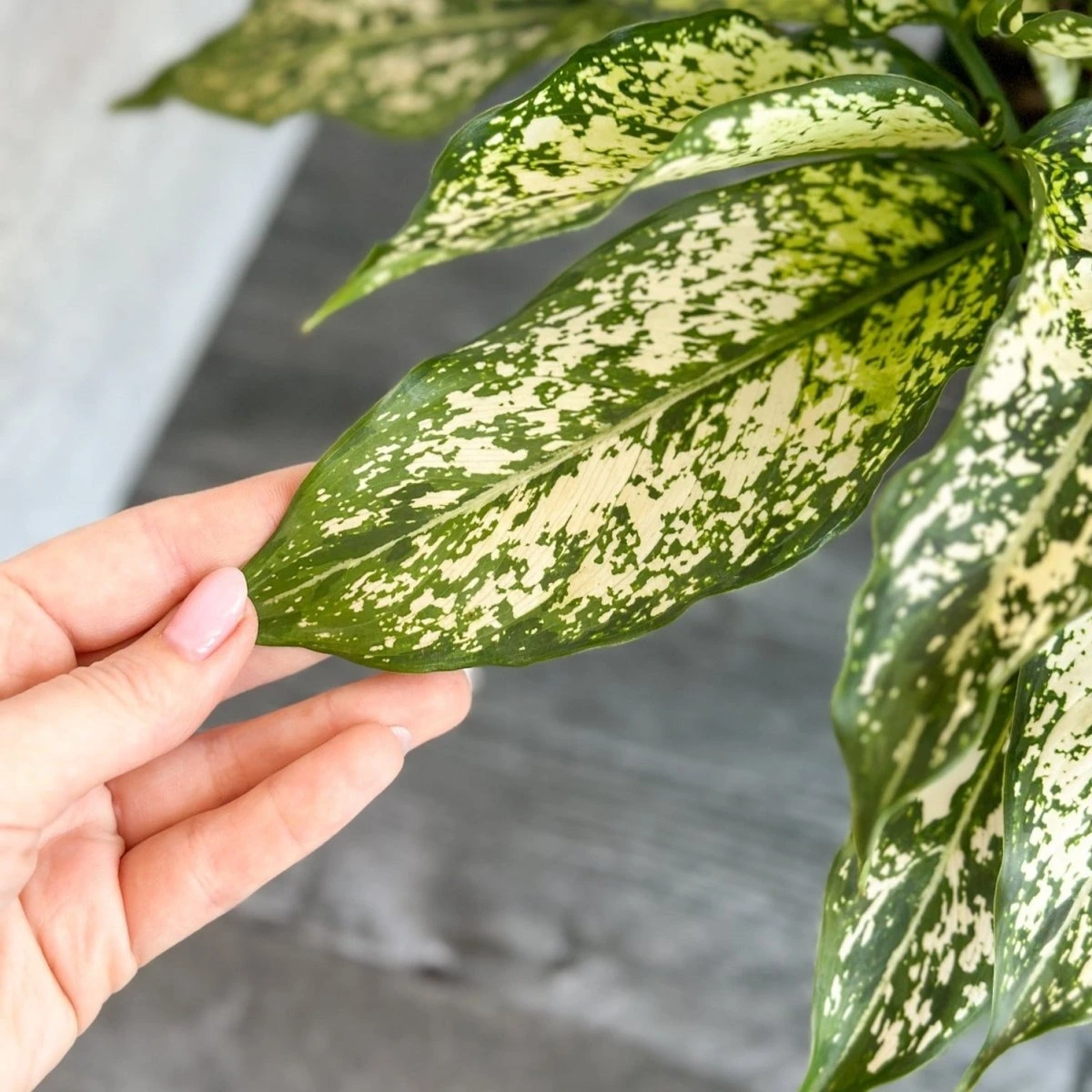 Aglaonema 'Spring Snow' Chinese Evergreen 7 Aglaonema 'Spring Snow' Chinese Evergreen - Image 5