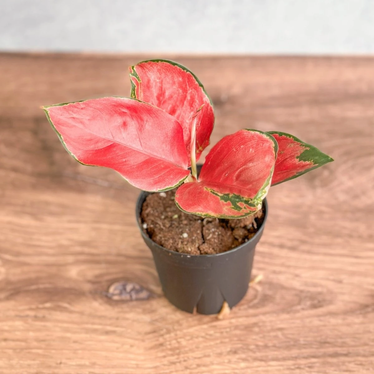 Aglaonema Suksom Jaipong Hybrid Chinese Evergreen - 4 Inch 4 Aglaonema Suksom Jaipong Hybrid Chinese Evergreen - 4 Inch - Image 2