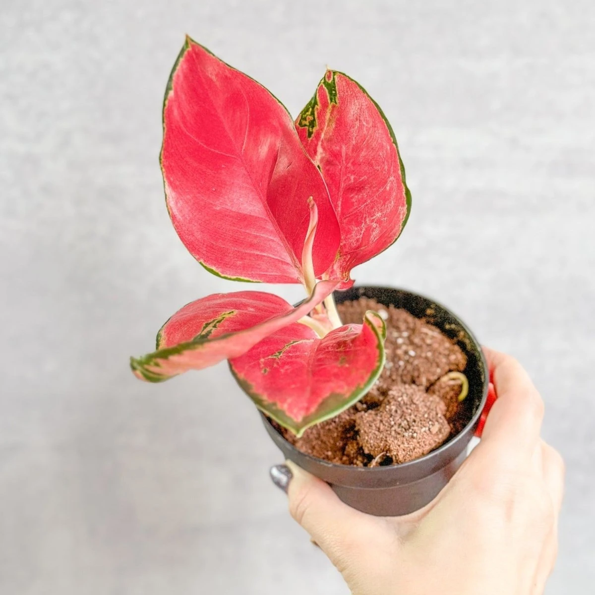 Aglaonema Suksom Jaipong Hybrid Chinese Evergreen - 4 Inch 5 Aglaonema Suksom Jaipong Hybrid Chinese Evergreen - 4 Inch - Image 3