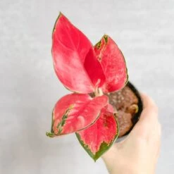 Aglaonema Suksom Jaipong Hybrid Chinese Evergreen - 4 Inch 12 Aglaonema Suksom Jaipong Hybrid Chinese Evergreen - 4 Inch -Eds Plant Shop aglaonema suksom jaipong hybrid chinese evergreen 4 inch 914737