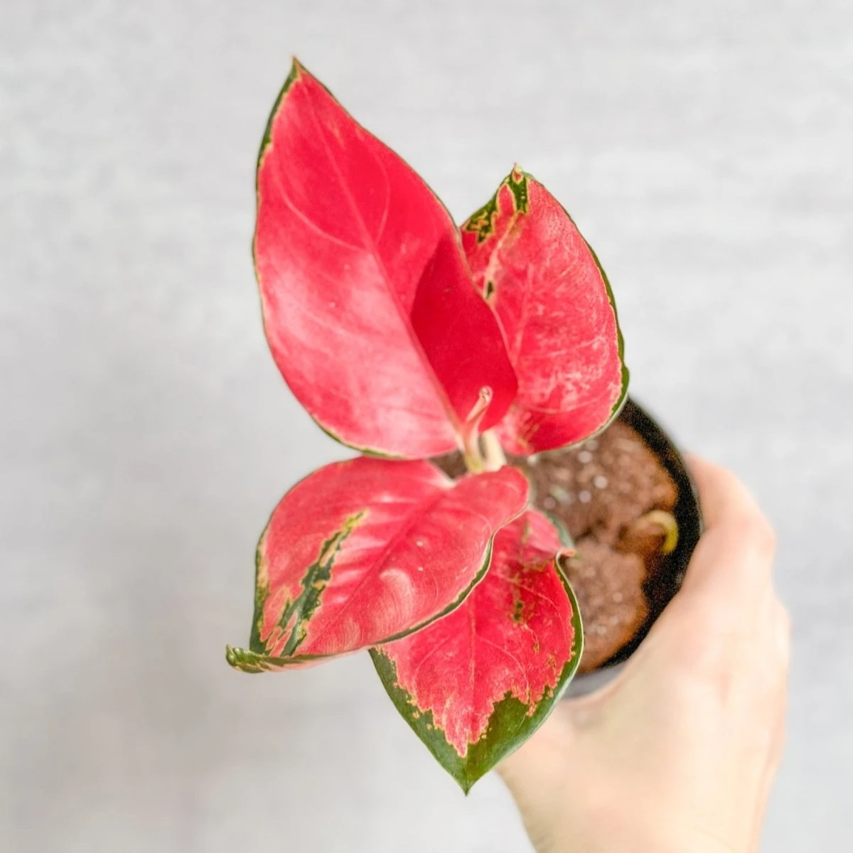 Aglaonema Suksom Jaipong Hybrid Chinese Evergreen - 4 Inch 7 Aglaonema Suksom Jaipong Hybrid Chinese Evergreen - 4 Inch - Image 5