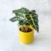 Alocasia Amazonica 'Polly' – African Mask Plant -Eds Plant Shop alocasia amazonica african mask plant polly various sizes 241201