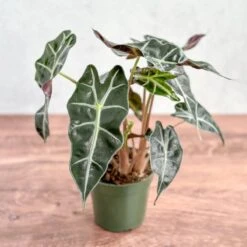 Alocasia Amazonica 'Polly' – African Mask Plant 13 Alocasia Amazonica 'Polly' – African Mask Plant -Eds Plant Shop alocasia amazonica african mask plant polly various sizes 293312