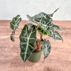 Alocasia Amazonica 'Polly' – African Mask Plant 10 Alocasia Amazonica 'Polly' – African Mask Plant -Eds Plant Shop alocasia amazonica african mask plant polly various sizes 861193