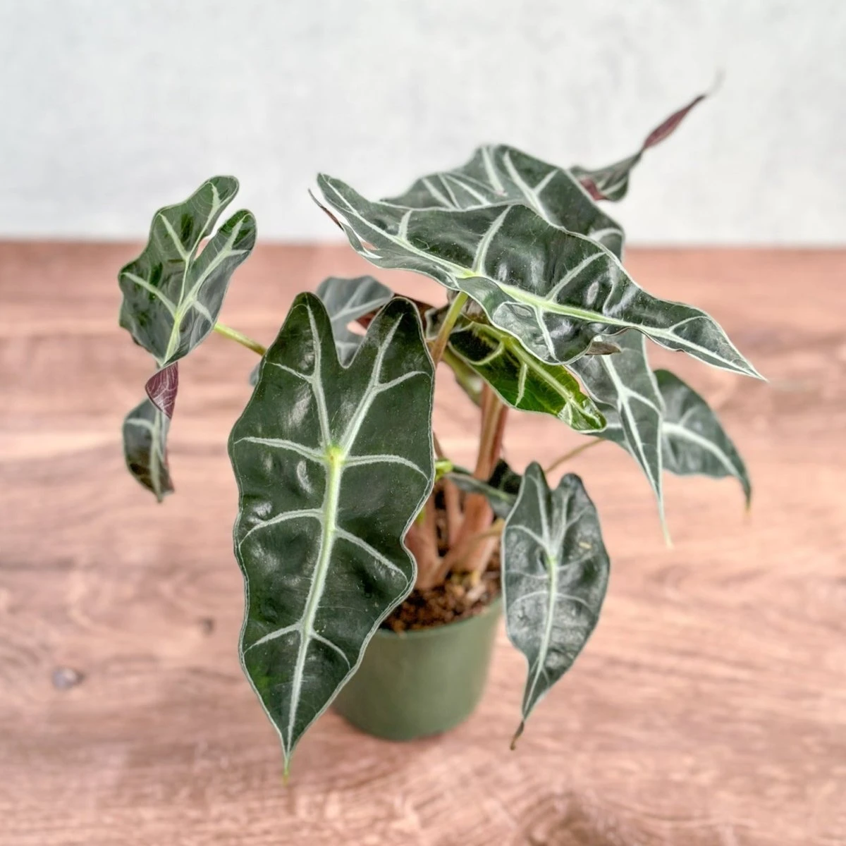 Alocasia Amazonica 'Polly' – African Mask Plant 5 Alocasia Amazonica 'Polly' – African Mask Plant - Image 3