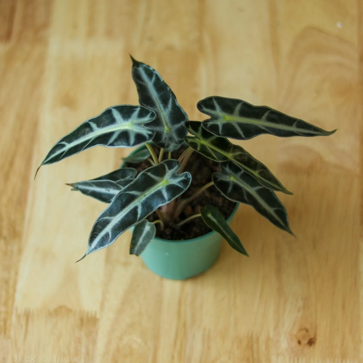 Alocasia Amazonica 'Bambino' - 4 Inch 11 Alocasia Amazonica 'Bambino' - 4 Inch - Image 9