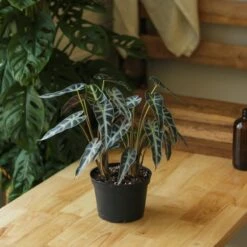 Alocasia Amazonica 'Bambino' - 4 Inch 17 Alocasia Amazonica 'Bambino' - 4 Inch -Eds Plant Shop alocasia amazonica bambino 4 inch 802314