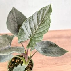 Alocasia 'Antoro Velvet' - Antoro Velvet Alocasia -Eds Plant Shop alocasia antoro velvet antoro velvet alocasia 45 inch 126898