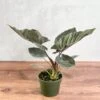 Alocasia 'Antoro Velvet' - Antoro Velvet Alocasia -Eds Plant Shop alocasia antoro velvet antoro velvet alocasia 45 inch 841183