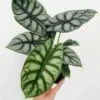 Alocasia Baginda 'Dragon's Scale' - Dragon's Scale Alocasia 4.5 Inch -Eds Plant Shop alocasia baginda dragons scale dragons scale alocasia 45 inch 434576