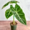 Alocasia 'Frydek' - Frydek Elephant Ear - 4 Inch 1 Alocasia 'Frydek' - Frydek Elephant Ear - 4 Inch -Eds Plant Shop alocasia frydek frydek elephant ear 4 inch 239325