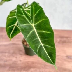Alocasia 'Frydek' - Frydek Elephant Ear - 4 Inch -Eds Plant Shop alocasia frydek frydek elephant ear 4 inch 449670
